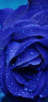 A vibrant blue rose with dew drops on petals, perfect for a mobile wallpaper.