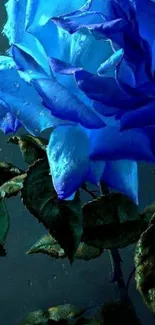 Close-up of a vibrant blue rose with water droplets.