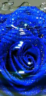 Vibrant blue rose with water droplets close-up wallpaper.