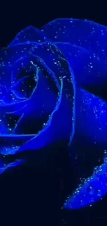 Vibrant blue rose with dewdrops on a dark background.