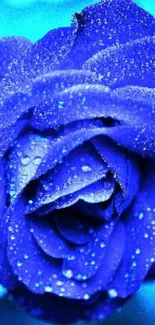 Blue rose with dewdrops wallpaper, perfect for nature-themed mobile backgrounds.