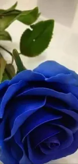 Stunning blue rose with green leaves on a white surface.