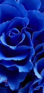 Vibrant royal blue roses close-up wallpaper.