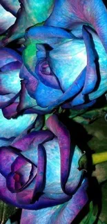 Vibrant blue and purple roses wallpaper.