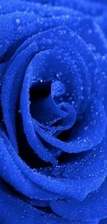 Close-up of a vibrant blue rose with dewy petals.