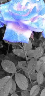 Vibrant blue rose with water droplets.