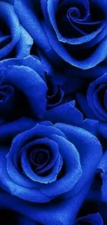 Beautiful vibrant blue roses close-up wallpaper.