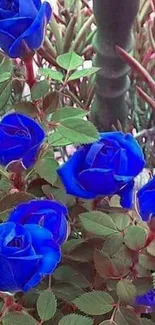 Vibrant blue roses in a garden setting.