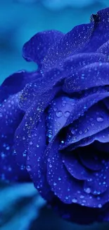 Vibrant blue rose with water droplets wallpaper.