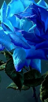 Vibrant blue rose with dewdrops on petals.