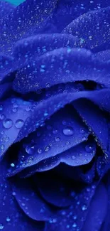 Close-up of a vibrant blue rose with dewdrops.