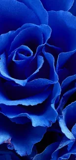 Close-up of vibrant blue rose petals, elegant and vivid design.