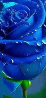 Vibrant blue rose with water droplets for mobile wallpaper.