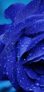 Vibrant blue rose with dewdrops on petals, perfect for mobile wallpaper.