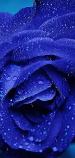 Close-up of vibrant blue rose with water droplets.