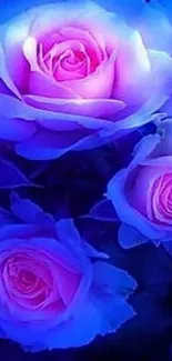 Vibrant blue roses with pink petals glow elegantly on this wallpaper.