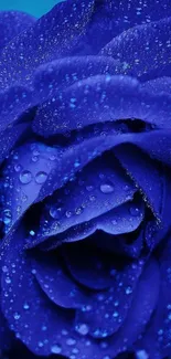 Vibrant blue rose with dewdrops close-up wallpaper.