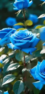 Vibrant blue roses with green leaves in a lush floral design.