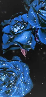 Vibrant blue roses with water droplets on a black background.