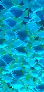 Colorful blue school of fish swimming in harmony.