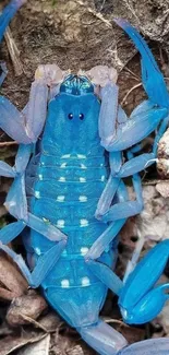 Bright blue scorpion on earthy background mobile wallpaper.