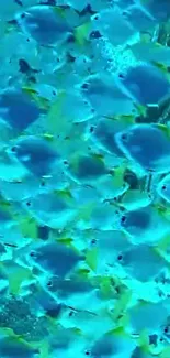 School of blue fish swimming in turquoise ocean waters wallpaper.