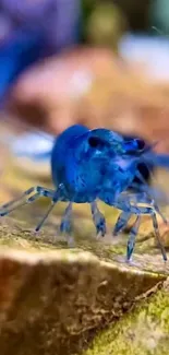 Close-up of a vibrant blue shrimp on a natural background.