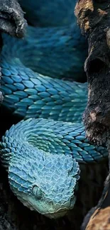 Blue snake coiled in dark textured habitat