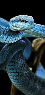 Close-up of a vibrant blue snake coiled around a branch with a black background.