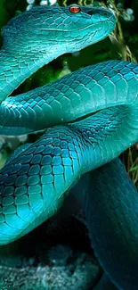 Vibrant blue snake coiled in nature setting