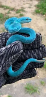 Vibrant turquoise blue snake on glove.