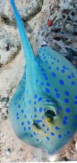 Blue spotted stingray on sandy ocean floor.