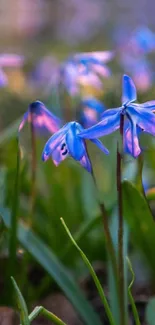 Close-up of vibrant blue spring flowers in nature.