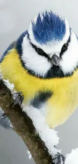 Blue Tit bird perched on a snowy branch with vivid colors.