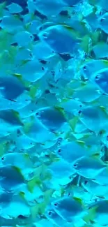 Vibrant school of blue tropical fish wallpaper