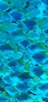 A vibrant school of blue and yellow tropical fish underwater.