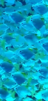 School of vibrant blue fish swimming underwater