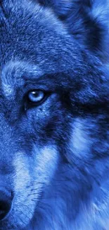 Blue wolf with galaxy background in space-themed wallpaper.