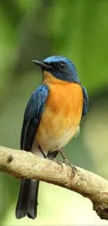 Vibrant bluebird perched on a branch with blurred green background.