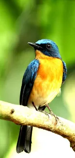 A vibrant bluebird perched on a branch against a green background.