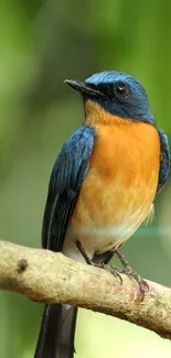 Blue and orange bird perched on a branch with a bright green background.