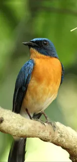 Vibrant blue and orange bird on branch with green background.