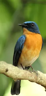 Vibrant bluebird perched on a branch with a lush green background.