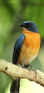 A vibrant blue and orange bird perched on a branch with a green background.