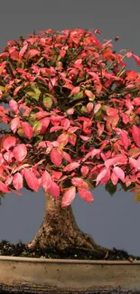 Bonsai tree with pink leaves on gray background.