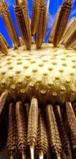 Vibrant seedhead against sky blue backdrop for mobile wallpaper.