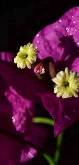 Close-up of vibrant pink bougainvillea with yellow blossoms.