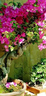 Vibrant pink bougainvillea tree in clay pot with stone wall backdrop.