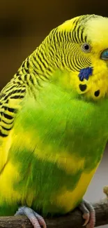 Vibrant green and yellow budgerigar perched on a branch.