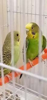 Vibrant budgies perched inside a cage.